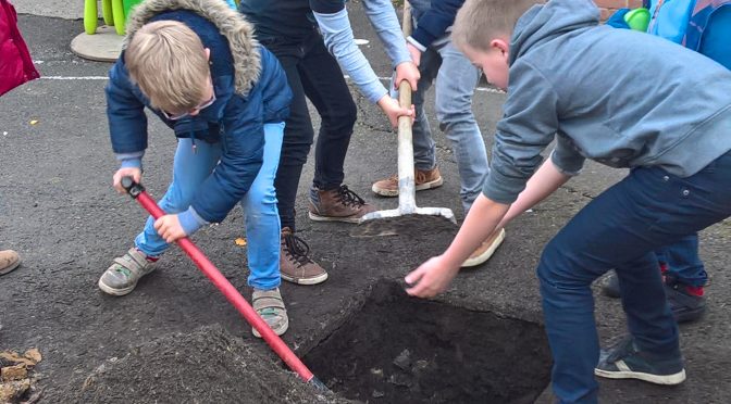 Projet jardin: premières plantations dans la cour!