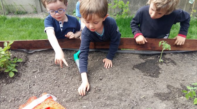 Le début d’un jardin potager