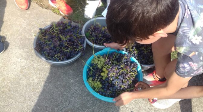Cueillette des raisins 2020