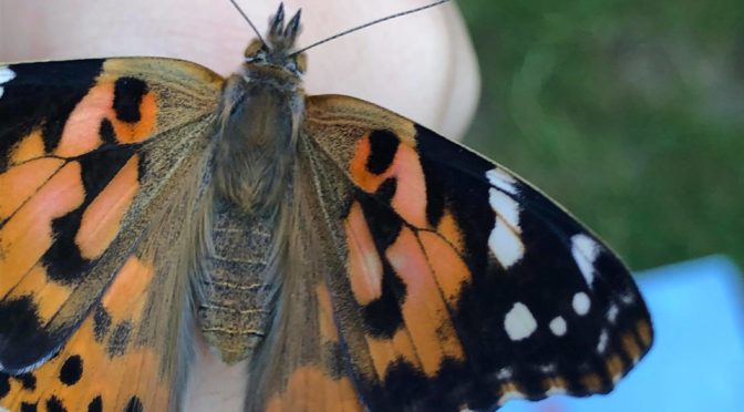 De nouveaux habitants au jardin