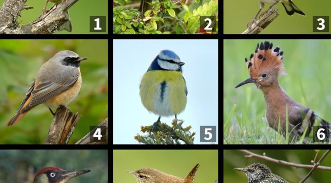Projet sur les oiseaux