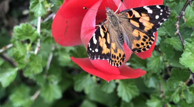 A la découverte des insectes!